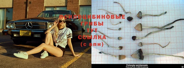 мяу мяу мука Инсар